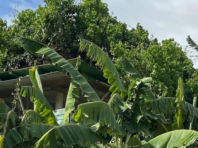 Gites Titanse, La Cabane Dans L Arbre Cadet  Exterior photo